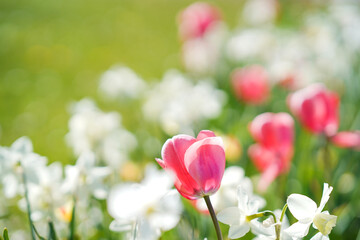 Blumen im Park mit schönem Bokeh Effekt © Michael