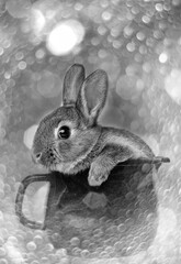 a little cute rabbit in a  cup