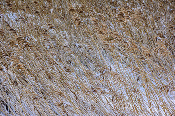 Winter Roztocze. Dry reeds against the background of snowy fields.