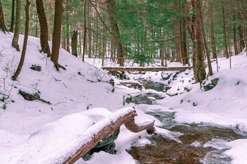 snow covered forest