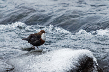 White-throated Dipper - Cinclus cinclus sitting on the stone in the middle of the river, black brown white bird in the water. Singing european songbird in snowy white cold winter time. Rain and snow.