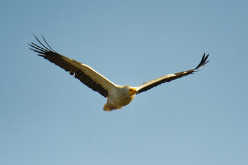 Egyptian Vulture - Neophron percnopterus, also White Scavenger Vulture or Pharaohs Chicken, small Old World vulture bird widely distributed from the Iberian Peninsula and North Africa to India, flying