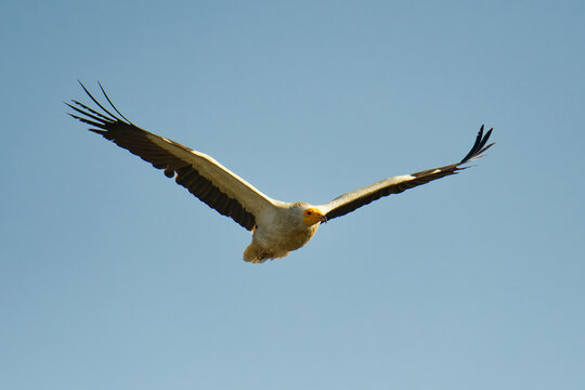 Egyptian Vulture - Neophron Percnopterus, Also White Scavenger Vulture Or Pharaohs Chicken, Small Old World Vulture Bird Widely Distributed From The Iberian Peninsula And North Africa To India, Flying