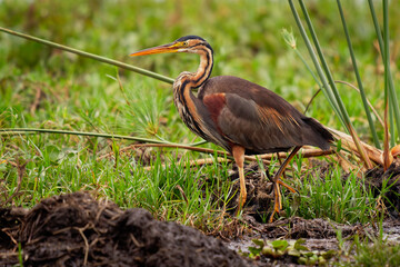 Purple Heron - Ardea purpurea wading bird in heron family Ardeidae, breeds in Africa, Europe and Asia, hunts fish, rodents, frogs and insects, grey and red heron in the green grass in Africa