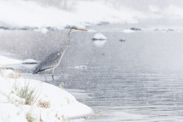 Grey Heron - Ardea cinerea long-legged predatory wading bird of the heron family, Ardeidae during snowy winter cold weather, snowing and raining, bird hunter waits in the river, white winter.