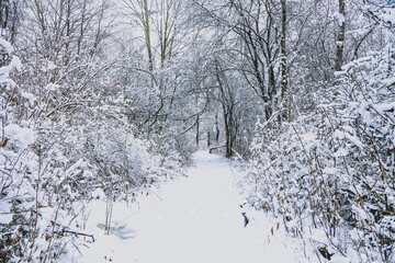 snowy path in woods