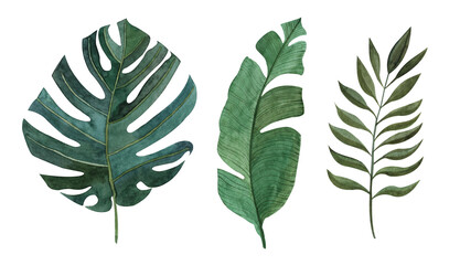 a set of tropical green leaves of monstera, painted in watercolor. Handmade design elements are suitable for creating invitations, greeting cards and backgrounds