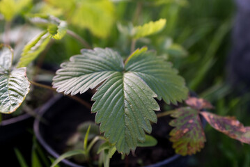 Small strawberry plant on the black pots.