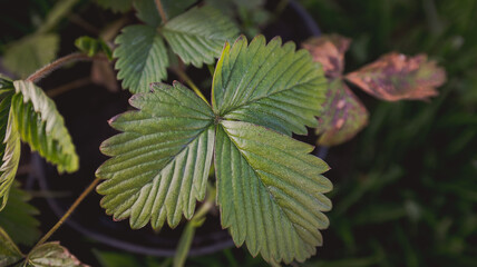 Small strawberry plant on the black pots.