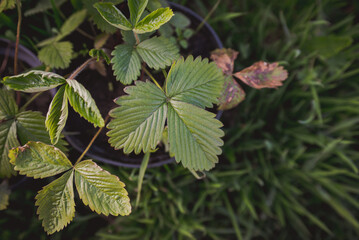 Small strawberry plant on the black pots.