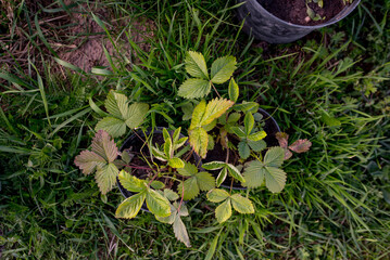 Small strawberry plant on the black pots.