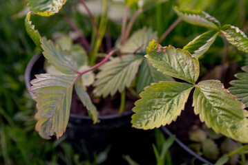 Small strawberry plant on the black pots.