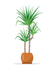Decorative house plant Dracaena in ceramic flower pot isolated on white background. Flat or cartoon icon vector illustration for home decor and botanical design.