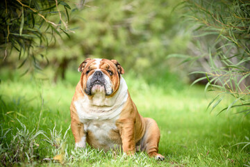 Portrait of cute english bulldog outdoor,selective focus - 483806981