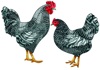 Set of hand-drawn rooster and a hen The breed of Scots Grey