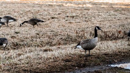 Geese in Washington, D.C.