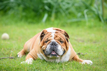 Tired English Bulldog lying down,selective focus