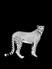 Cheetah on a black background. Isolate. Black and white photography