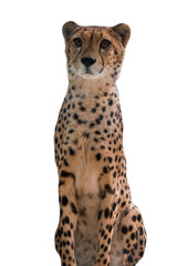 Cheetah on a white background. Isolate.