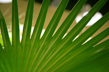 Cirrus palm. Close up of leaves. Background, texture. exotic plant. Nature, naturalness.