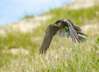 red tailed hawk in flight