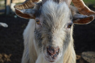 Fototapeta premium the white goat, portrait of a goat