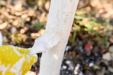 The gardener's gloved hand whitewashes the trunk of a tree