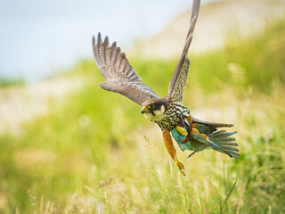 falco subbuteo and merops apiaster