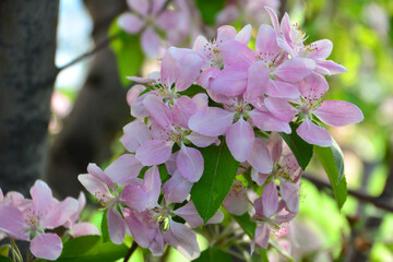 pink flowers of blossoming apple tree, close-up