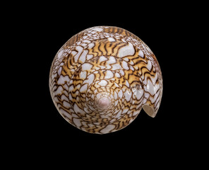 Shell of Marine Mollusk Conus Textile (Latin Name). View from The Top of the Cone. Isolated On Black Background