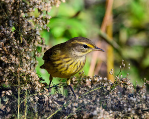 Palm Warbler near Chattahoochee River in October