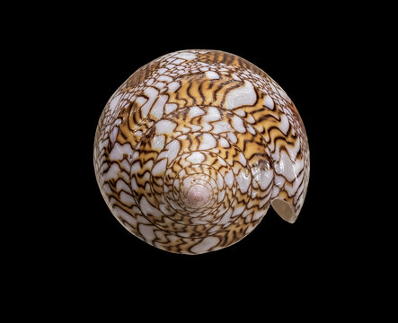 Shell of Marine Mollusk Conus Textile (Latin Name). View from The Top of the Cone. Isolated On Black Background