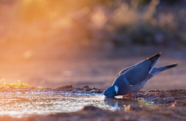 Common wood pigeon drinking water in a pond © StockPhotoAstur