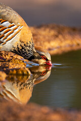 Red legged partridge drinking water at a pond