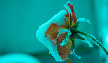 Róża w śniegu.