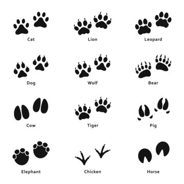 Animals footprints, paw prints. Set of different animals and birds footprints and paw traces. Vector