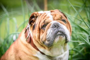 Sad face of English Bulldog,selective focus
