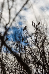 A flock of cormorants resting in a tree