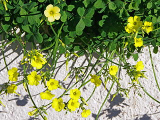 Yellow blooming oxalis wood sorrel plants in sunlight