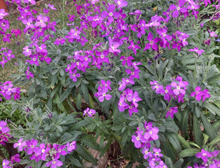 Purple flowers on Hoary Stock plants growing in a garden. Matthiola incana