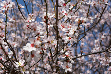 ABEJAS EN ALMENDRO EN FLOR EN PRIMAVERA