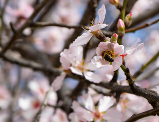ABEJAS EN ALMENDRO EN FLOR EN PRIMAVERA