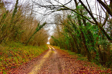 Obraz premium chemin en pleine forêt