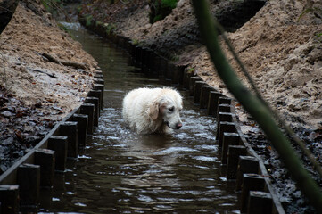A dog, a golden retriever, standing in a little creek in the forest, searching with his head over the water