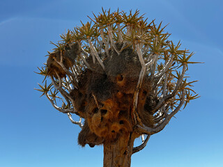 Quiver tree forest in Namibia Keetmanshoop. Wildlife, desert nature in Africa.