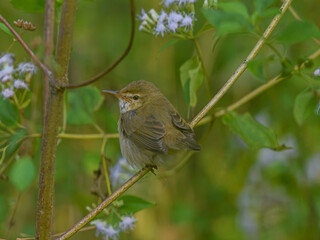Blyth's reed warbler in his habitat sitting on a branch of tree.