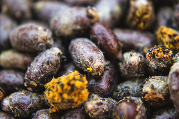 Close up of osmia rufa mason bee cocoons