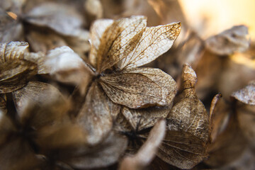 Dried hydrangea flowers close-up