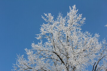 snow covered branches