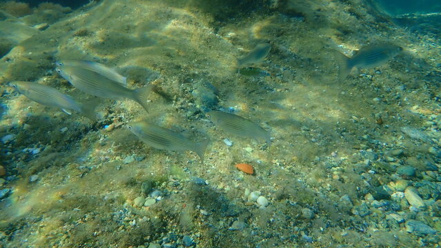 Golden grey mullet (Chelon auratus) undersea, Aegean Sea, Greece, Syros island